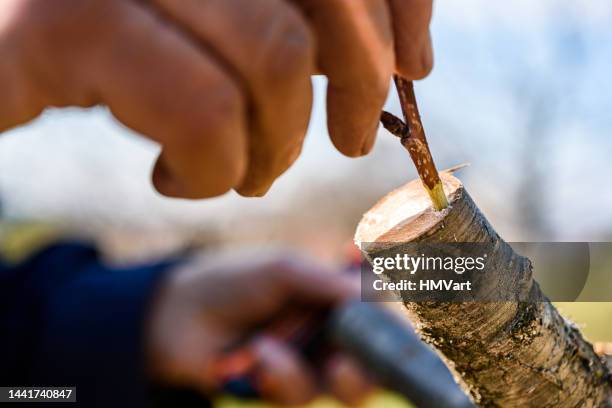 kirschbaum im frühling veredeln - ast baum hand frühling stock-fotos und bilder