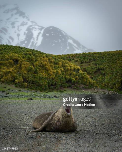 bull elephant seal on the shoreline - south georgia island fotografías e imágenes de stock