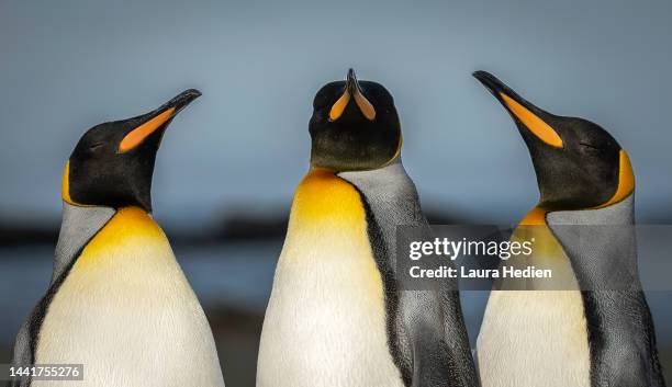 king penguin close ups images standing from the chest up - penguins foto e immagini stock