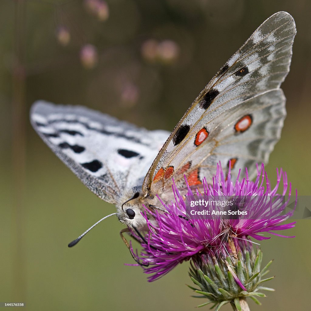 Apollo Butterfly (Parnassius apollo)