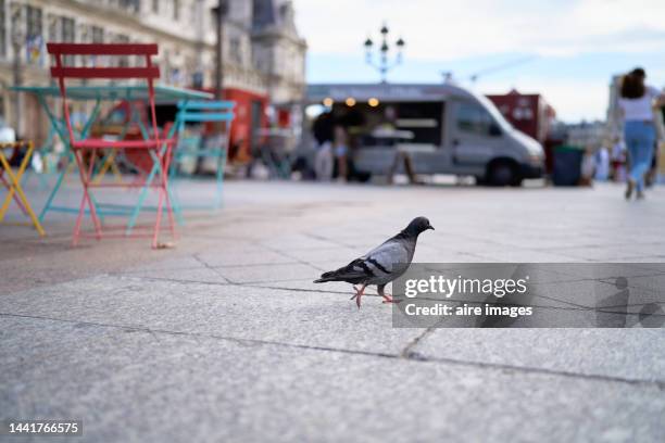 a pigeon walking or running in the street seen in profile with low angle, chairs and tables on one side, a group of people in the background and a car. - pigeon stock pictures, royalty-free photos & images