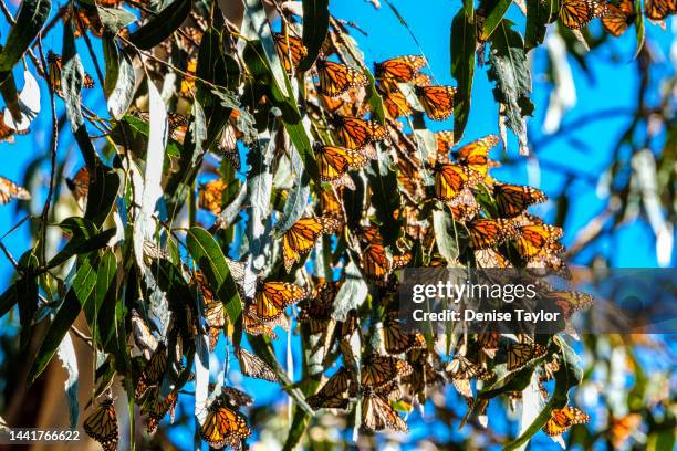 cluster of butterflies in eucalyptus tree - pismo beach stock pictures, royalty-free photos & images