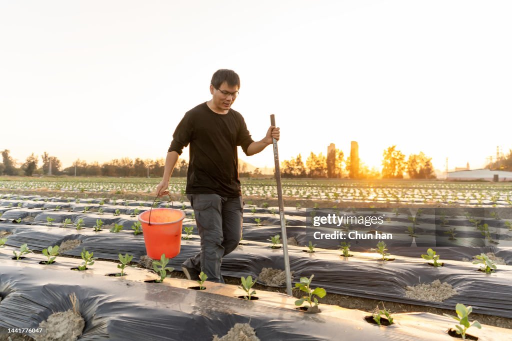 An Asian male farmer worked in the field holding a bucket and hoe