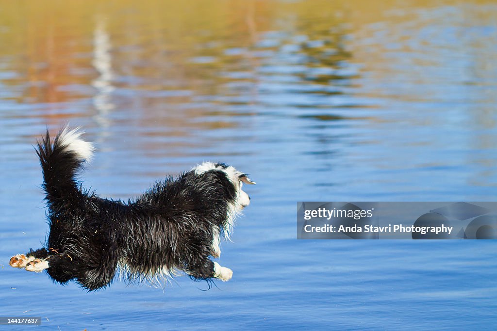 Dog diving in water