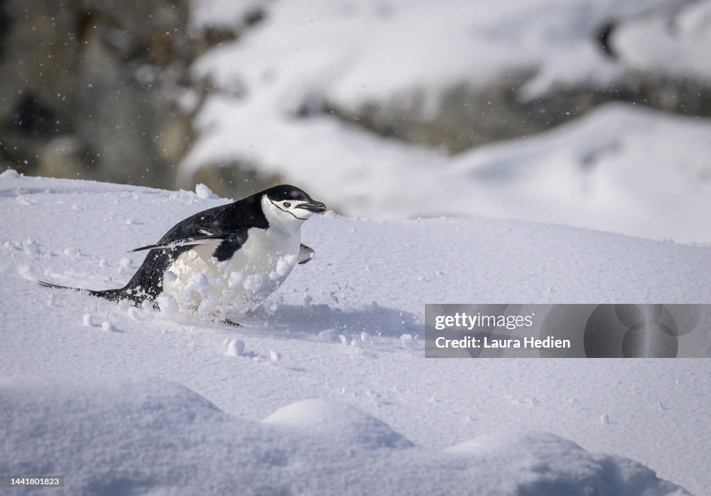 Chin Strap Penguin Close-ups in the Antarctic Peninsula