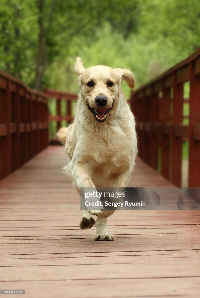 Running Golden Retriever