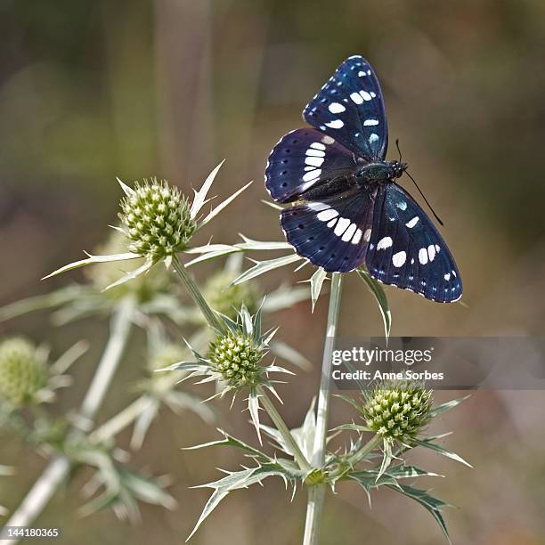 southern white admiral (azuritis reducta) - rhone alpes stock pictures, royalty-free photos & images