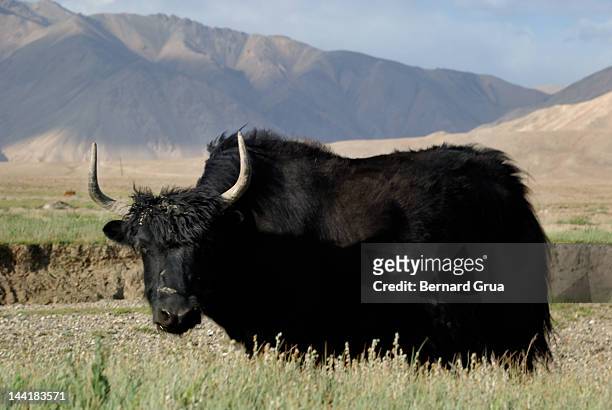 yak in pasture on pamir plateau - bernard grua stock pictures, royalty-free photos & images