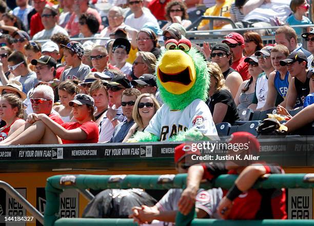 The Pirates Parrot settles in to watcht the game between the Pittsburgh Pirates and the Cincinnati Reds during the game on May 6, 2012 at PNC Park in...