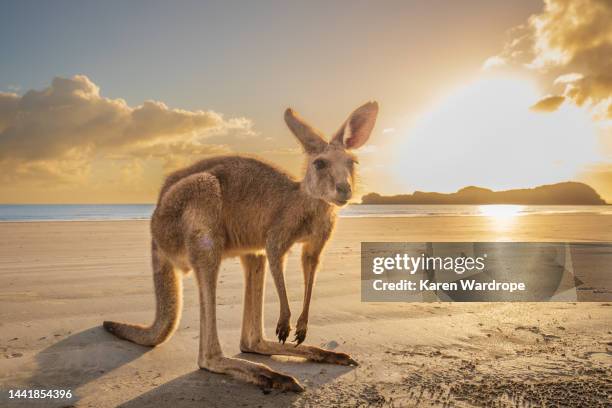 australian kangaroo 01 - kangaroo on beach foto e immagini stock