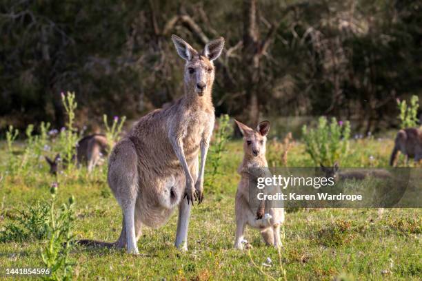 australian kangaroo 7 - joey stock pictures, royalty-free photos & images