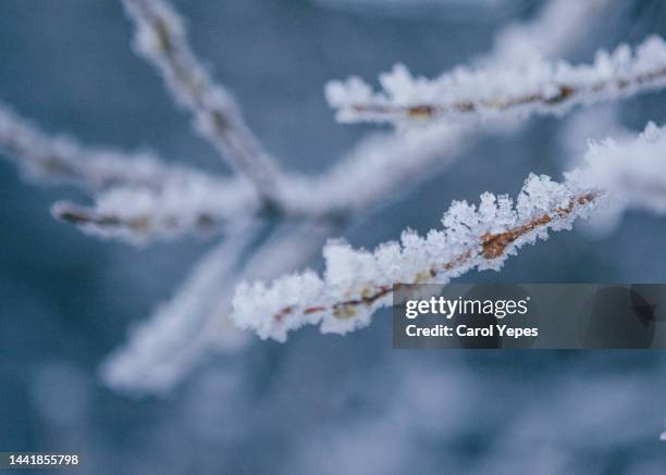 frozen branches in winter - geada imagens e fotografias de stock