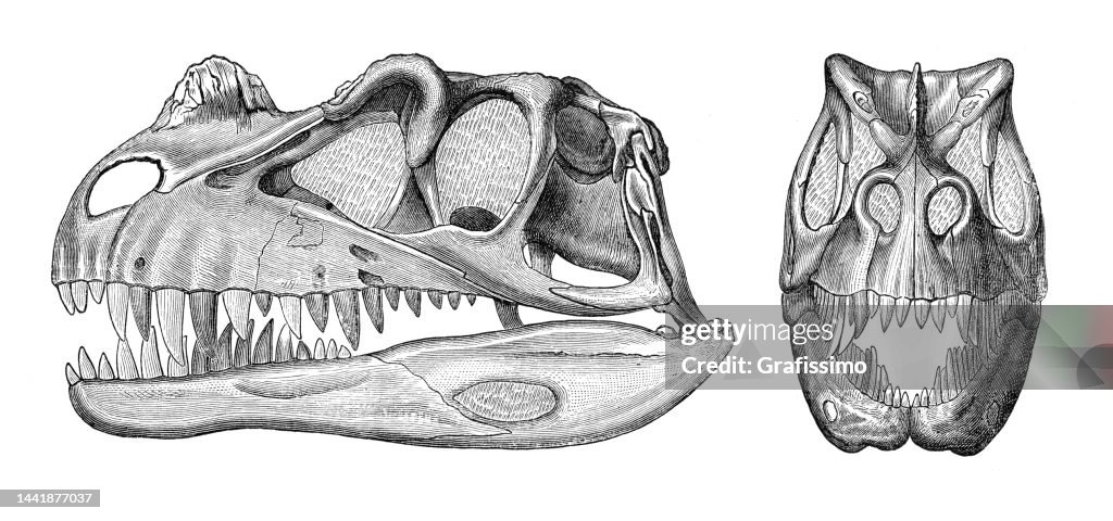 Skull bones of dinosaur Ceratosaurus Jurassic period