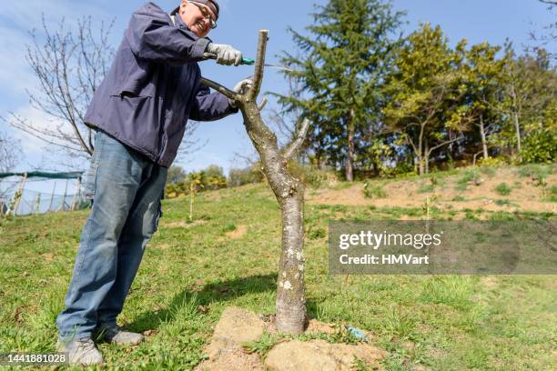 farmer on a sunny day in spring orchard pruning an old cherry tree using handsaw - plant cutting stock pictures, royalty-free photos & images