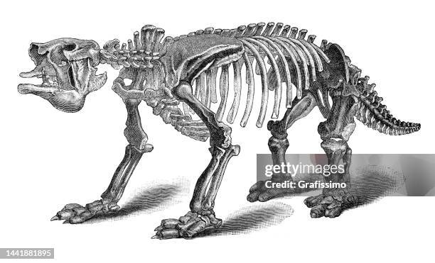 ilustrações de stock, clip art, desenhos animados e ícones de skeleton bones of dinosaur giant ground sloth megatherium pleistocene period - era mesozoica