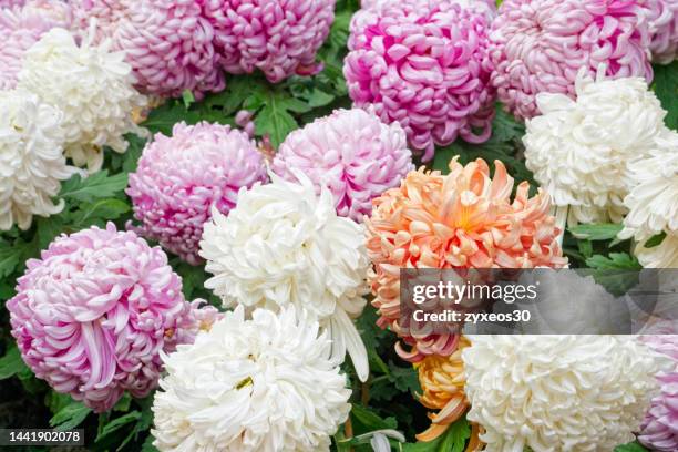 chrysanthemum - famiglia delle margherite foto e immagini stock
