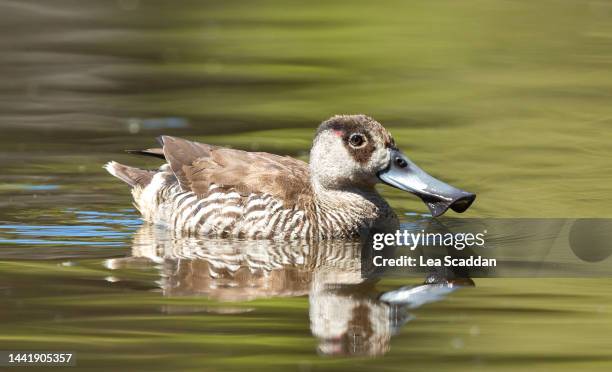 pink-eared duck - pink duck stock pictures, royalty-free photos & images