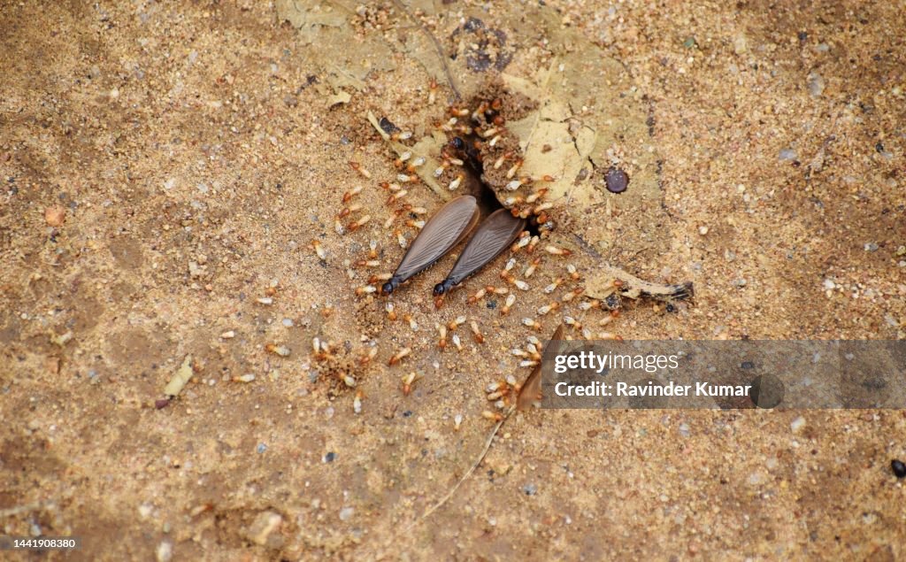 The winged breeding adults, soldiers and nymphs of a termite colony. Kalotermes flavicollis. Kalotertidae family.