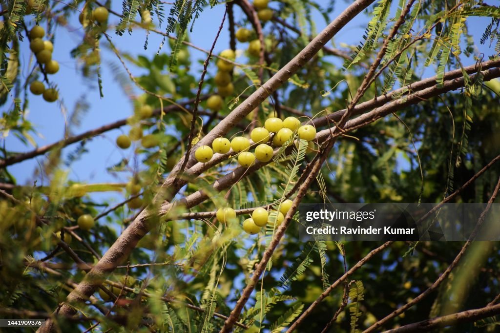 Indian Gooseberry greenish yellow fruits ready to consume. Phyllanthus emblica. Phyllanthaceae family.