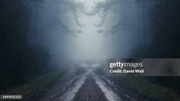 a mystical symmetrical framing of trees along a muddy path. on a magical foggy winters day in a forest - scary setting ストックフォトと画像