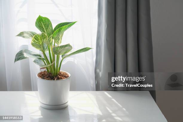 potted plants on window. houseplants in pots on windowsill. home decor concept. modern houseplants with white curtain. minimal creative home decor concept. philodendron birkin. - planta de interior fotografías e imágenes de stock