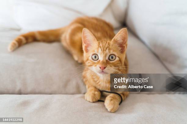 cute orange kitten lying on the couch with a hair rubber and looking at the camera - ginger cat stockfoto's en -beelden