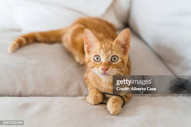 cute orange kitten lying on the couch with a hair rubber and looking at the camera - amarelo-avermelhado-claro - fotografias e filmes do acervo