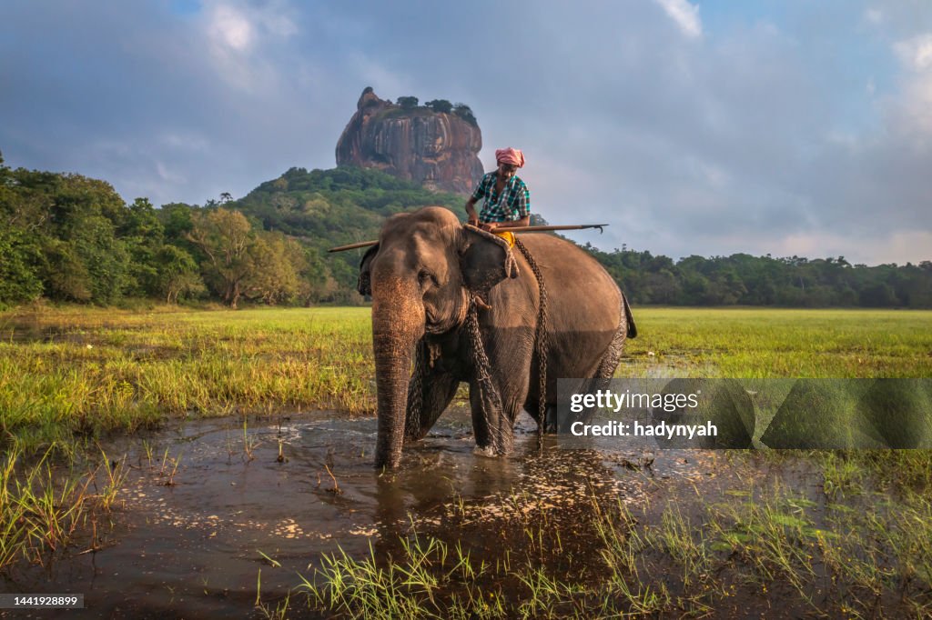 Mahout auf seinem Elefanten, Sigiriya Rock im Hintergrund, Sri Lanka