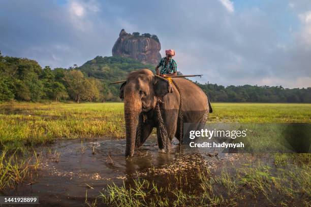 mahout riding his elephant, sigiriya rock on the background, sri lanka - riding elephant stock pictures, royalty-free photos & images