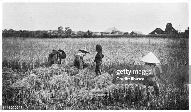 ilustraciones, imágenes clip art, dibujos animados e iconos de stock de imagen antigua: campo de arroz en tonkin - indochina