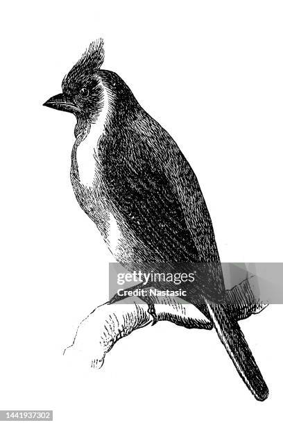 dominican finch - american goldfinch stock illustrations