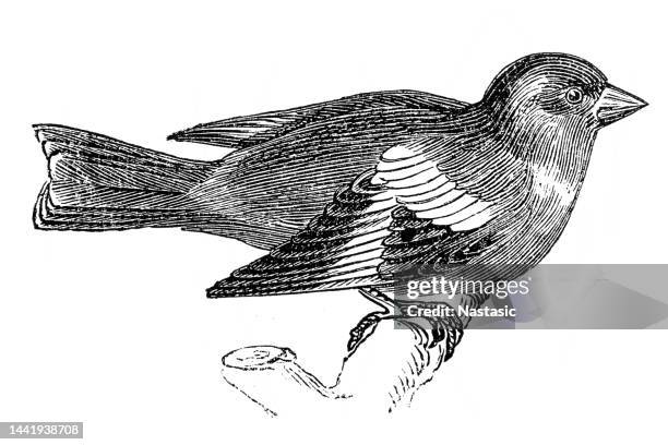 goldfinch - american goldfinch stock illustrations