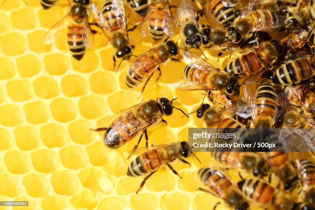 Close-up of bees on honeycomb
