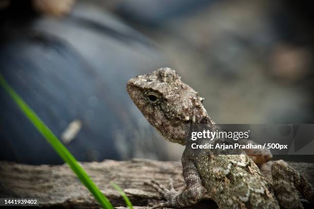 Talcher 20 Talcher Stock Photos, High-Res Pictures, and Images - Getty Images