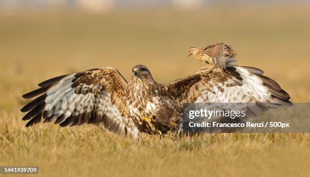 close-up of birds perching on grassy field,umbria,italy - eurasian buzzard stock pictures, royalty-free photos & images