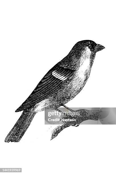 stockillustraties, clipart, cartoons en iconen met the eurasian bullfinch, common bullfinch or bullfinch (pyrrhula pyrrhula) is a small passerine bird in the finch family, fringillidae - vink