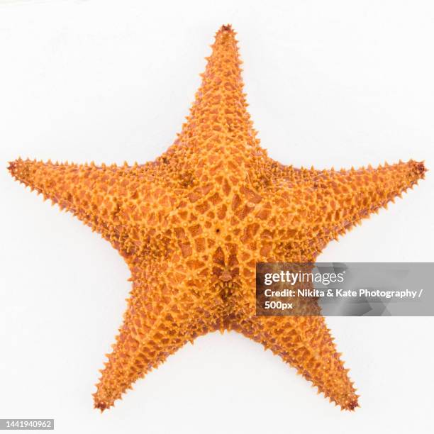 close-up of starfish on white background,la altagracia,dominican republic - starfish 個照片及圖片檔