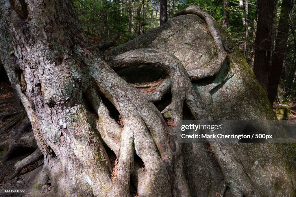 Close-up of tree trunk in forest