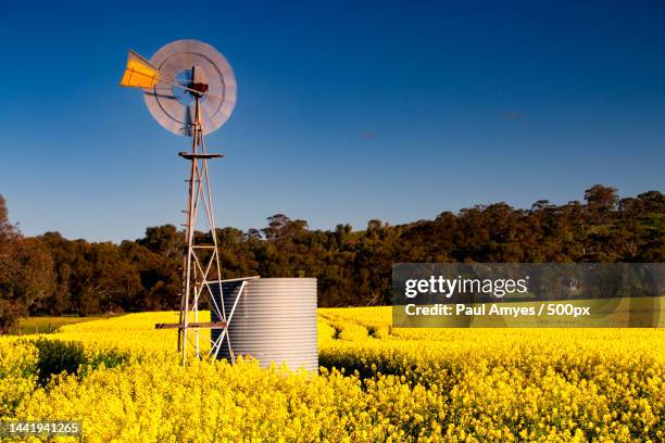 scenic view of field against clear sky,australia - western australia crop stock pictures, royalty-free photos & images