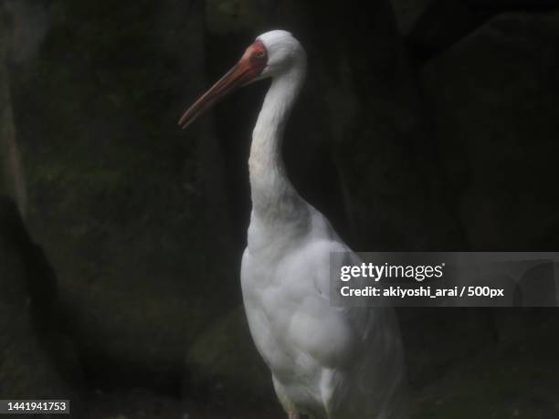 close-up of ibis perching outdoors - threskiornithidae stock pictures, royalty-free photos & images