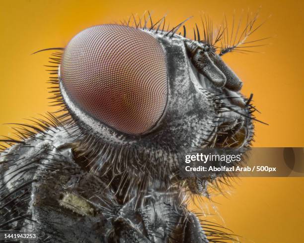 close-up of insect on orange - compound eye stock pictures, royalty-free photos & images