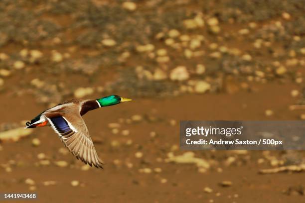 2,475 Mallard Drake Photos and Premium High Res Pictures - Getty Images