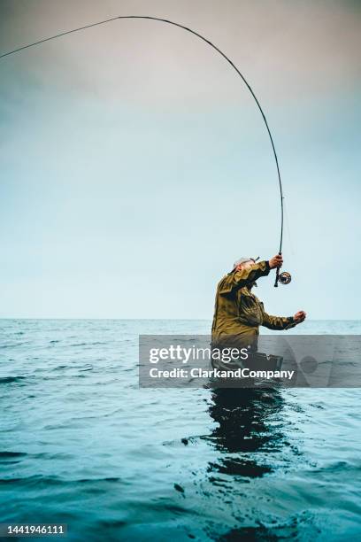 fly fishing in the baltic sea in denmark - baltic sea fish stock pictures, royalty-free photos & images