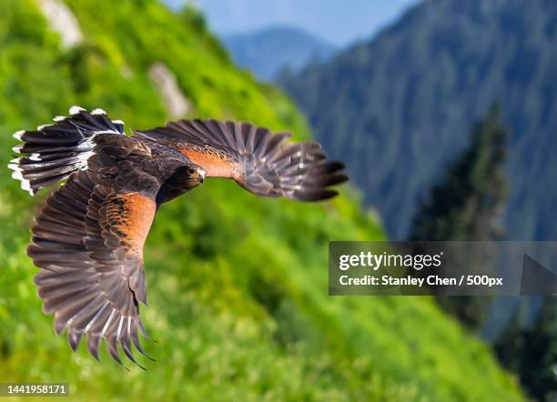 close-up of hawk of prey flying against trees,vancouver,british columbia,canada - harris hawk stock pictures, royalty-free photos & images