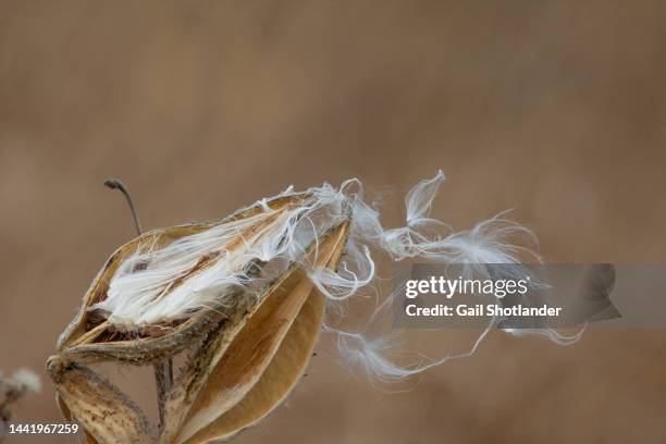 Exploding Seed Pod Photos and Premium High Res Pictures - Getty Images