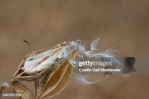 Milkweed Exploding Milkweed Exploding