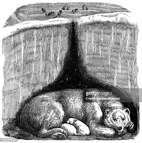 polar bear (ursus maritimus) and cubs in a maternity den - 19th century - hibernation stock illustrations