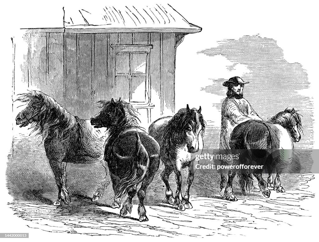 Icelandic Horses in Iceland - 19th Century