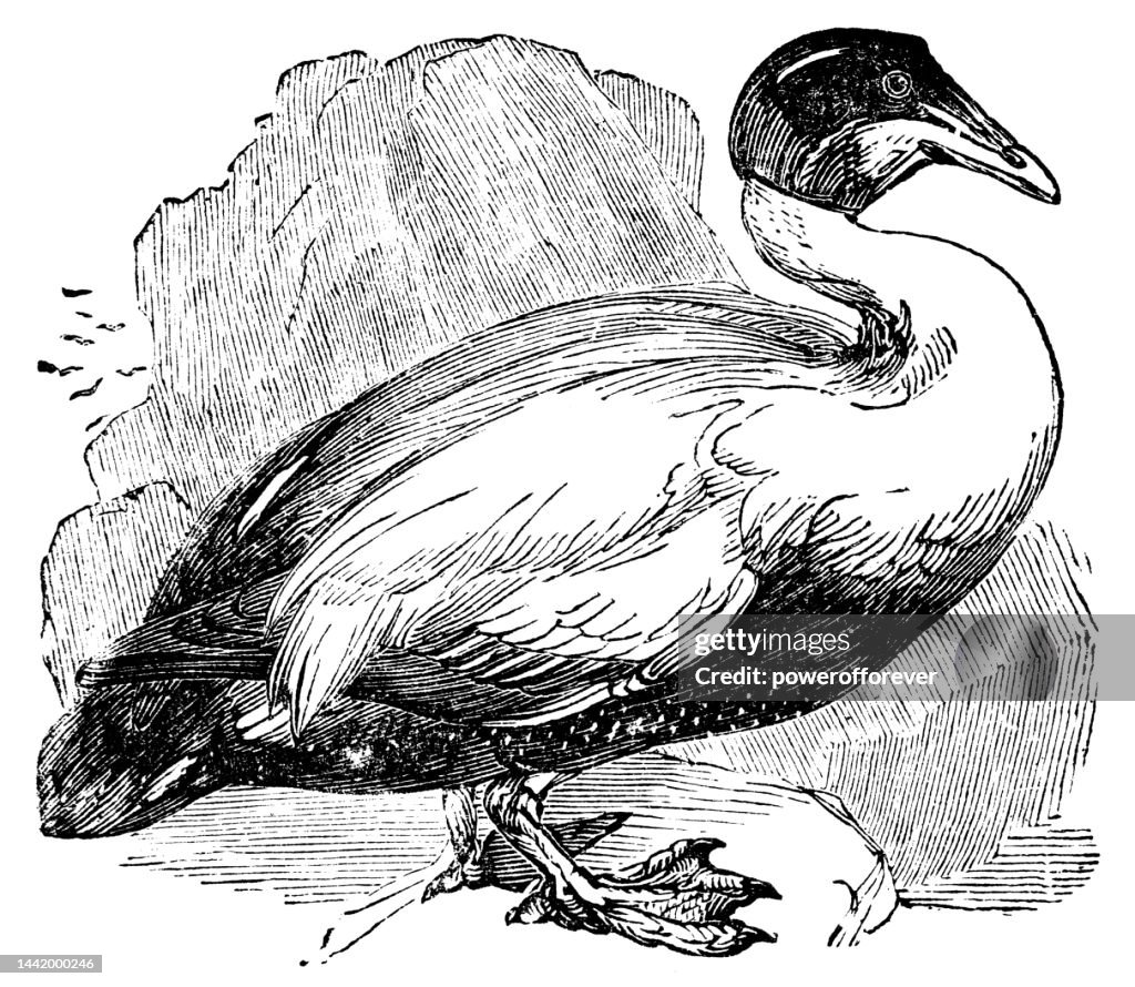 Common Eider Duck Bird (Somateria Mollissima) - 19th Century