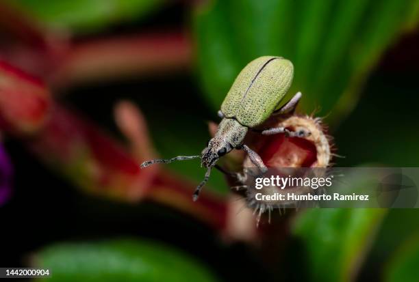 flowers and beetle. - swarm of insects foto e immagini stock